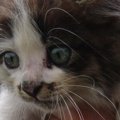 パヤパヤの子猫を保護して7年後…劇的に変化した『現在の様子』に1万い…