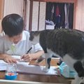 お兄ちゃんのことが大好きすぎるネコ…勉強中に見せた『まさかの行動』が40…