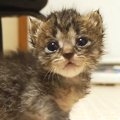 不安そうに歩いていた子猫→『家主を見つけた』次の瞬間…涙が出るほど…