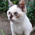 寒い時期に外で暮らしていた『ほぼ白色だった子猫』→保護されて６年……