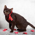 【獣医師監修】ハバナブラウンってどんな猫？猫種の性格や飼う前の注意点…