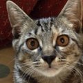 猫の耳は地獄耳！？猫の優れた聴覚について