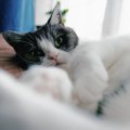 猫が隙あらば『人のイスを奪いたがる』3つの理由　少し席を立っただけなの…