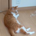 床を剥がしたのはどっち？犯猫ちゃんを探せ