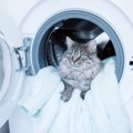 猫の身に襲いかかる『思いがけない事故』5選　家の中でも油断できない…