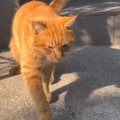 突然庭に現れた『足を痛そうにしている野良猫』→家の中に入ってきて……