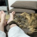 猫が『飼い主から離れない』ときに考えられる心理4つ　どう接すればい…