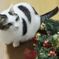 クリスマスツリーが一晩で再起不能に→カメラを確認すると…『猫一家に…