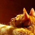 実家から送られてきた『父と猫の様子』を見たら、猫の『背中』が…あまりに…