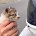 ドライブ中に道を間違えたら、『フラフラと歩く子猫』が…まさかの出会…