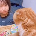 『パズルの上に居座る猫』を妹がどかそうと声をかけた結果…まさかの反…