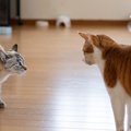 猫の『多頭飼い』でよくある3つのお悩み　みんなで仲良く平和に暮らすには？