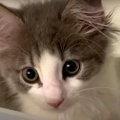 可愛い子猫ちゃんが家族に仲間入り♪