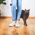 猫は『飼い主と他人』の違いがわかる！3つの判断基準