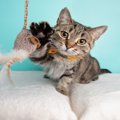 猫が物に向かって『パンチ』する理由3つ　興味？警戒？行動の意味とは