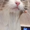 匂いが気になる猫→半年ぶりに『お風呂』に入れてみた結果…まさかの表…
