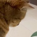 猫が水を飲んでいると思ったら…『顔』を見ると→予想外の『笑ってしまう光…