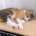 寝ている猫ちゃんの全身ツアー