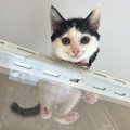 「わたし、すごいでしょ！」キャットウォークに上ってドヤ顔する子猫…