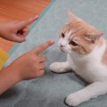 次女が猫に質問してみた結果…まさかの『会話が成立する』光景が愛に溢…