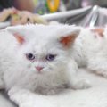 猫の『被毛のタイプ』は全部で4種類！代表的な猫種や最適なお手入れ道…