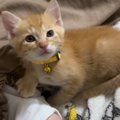 お昼寝中の赤ちゃんのそばで、子猫が……あまりにも尊すぎる『素敵な瞬間』…