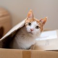 猫が『ダンボール』を好む理由4選　入りたがる心理やおすすめの活用法もご…