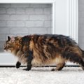 猫が部屋を徘徊する時の心理5つ