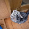 『外にでたがる猫』の対処法4選！出さないほうがいい理由とは