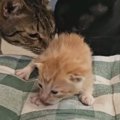 『生まれて間もない子猫』が鳴いていると…1匹の猫が見せた『素敵な行動』…