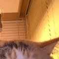 隣に来た愛猫に『撮るよー』と声をかけた結果…想定外な『可愛すぎる反応』…