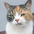 人にはあるのに『猫には存在しない感情』3つ　なぜ似たような仕草をするの…