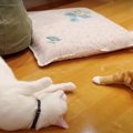 全集中？勉強を見守る猫ちゃん先生たち♡