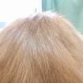 『サラッサラのカツラ』かと思ったら…騙される人が続出の『驚きの正体…