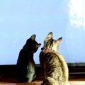 生後3ヶ月の子猫達！すっかり大きくなりました