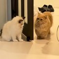 待ち伏せする弟猫→『通りかかった兄猫』を驚かせようとした結果…『まさか…