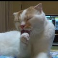 のんびりマイペース♪毛づくろい中の猫さん