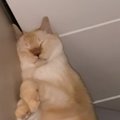 熟睡している猫の可愛い寝顔を撮影していたら…予想もしていなかった『…