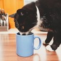 猫が飼い主のコップでお水を飲む3つの理由