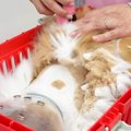 毛玉が分厚すぎて“鎧”のようになっていた猫…プロの技で『信じられないほど…