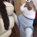 新入り猫が『先住猫のしっぽ』を触りたくて…仲良くなろうと近づく姿が…