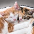 猫の性別によって違う『珍しい毛色』3種　滅多にお目にかかれない理由…