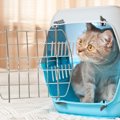 猫が地震を予知できるのはなぜ！？前兆で見せる4つの行動