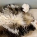 「あまりにも可愛すぎた」「いいもの見させてもらった」猫が『仰向けの状…