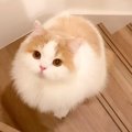 尻尾とお尻をぷりぷりさせながら「飼い主を呼ぶ猫」が天使すぎて260万…