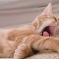 眠いだけじゃないって知ってた？猫がアクビをする心理9つ