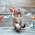 猫の遊び場を作ろう！オシャレに作るための3つのコツ