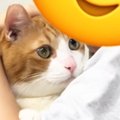 妹のことが好きすぎる猫→お姉ちゃんが『名前を呼ぶ』と…つい笑ってしまう…