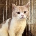 廃業した繁殖場から保護された猫…『埃と油まみれだった２匹の現在』に…