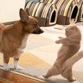 猫が犬と遊んでいるときに見せた行動…まさかの『カンフー』を扱う姿が…